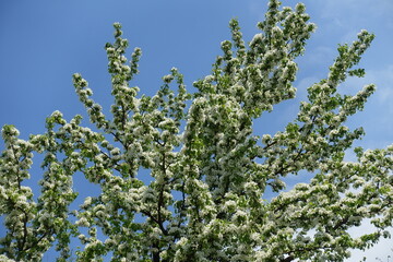 Blue sky and branches of blossoming pear tree in May