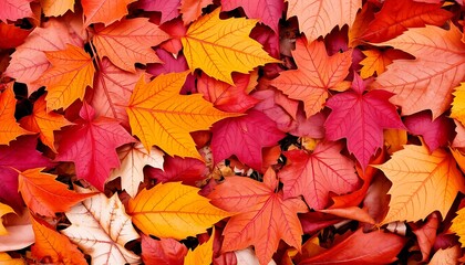 Fallen autumn leaves of various shades burnt orange, ochre, crimson are arranged haphazardly on the ground.