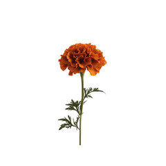 Single Orange Marigold Flower on White Background