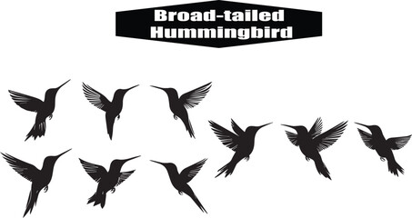 Broad-Tailed Hummingbird Silhouette Vector Illustration: Flying Bird, Wildlife Art, Nature Graphic, Black and White Design, Ornithology, Animal Clipart