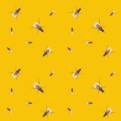 hand-drawn color illustration of houseflies watercolor pattern for textille and other design