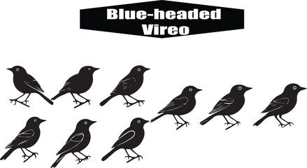 Blue-headed Vireo Bird Silhouettes: Vector Illustration of Avian Wildlife, Ornithology Art, Nature Graphic, Birdwatching Design Element, Black and White