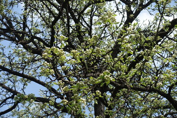 Buds and flowers on branches of pear tree in April