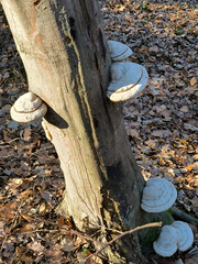 wild mushrooms growing on the trees in the forest