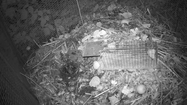 Hausratte (Rattus rattus), auch Dachratte oder Schiffsratte, ispiziert eine Lebendfalle auf einem Komposthaufen