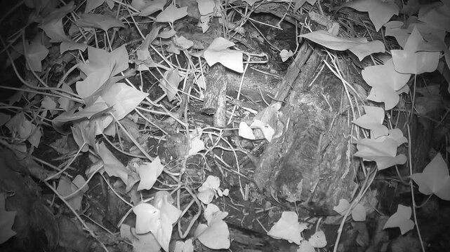 Hausmaus (Mus musculus) an einem Laubhaufen