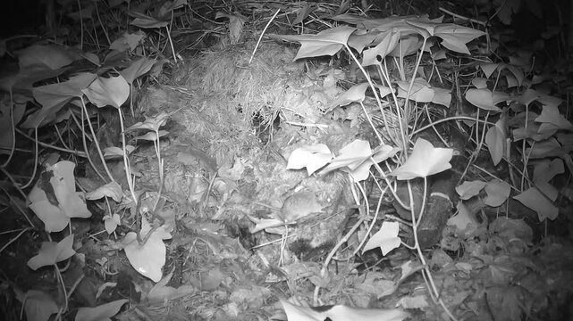 Hausmaus (Mus musculus) an einem Laubhaufen