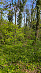 early spring in national park Fruska Gora