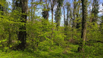 early spring in national park Fruska Gora