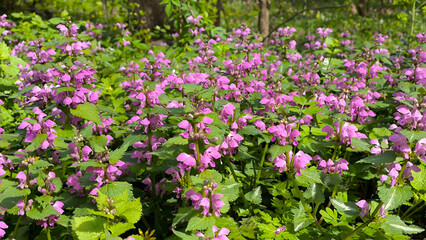 Fototapeta premium blooming colorful spring flowers in the Fruska Gora