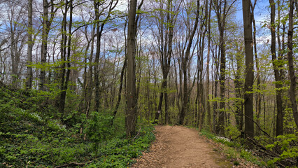 early spring in national park Fruska Gora