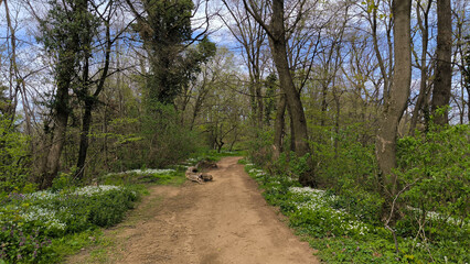 early spring in national park Fruska Gora