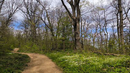 early spring in national park Fruska Gora