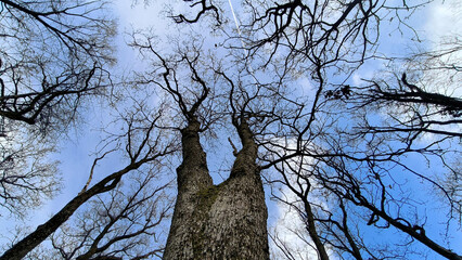 tree crowns in the forest seen from down angle with sky in the background, in the spring