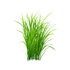 Lush Green Grass Patch Isolated on White Background