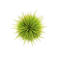 Top View of a Lush Green Grass Plant