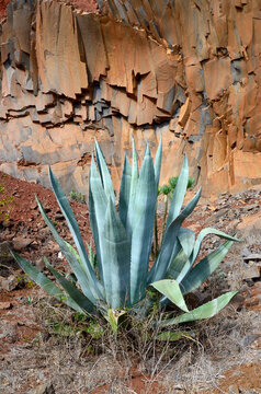 Agave americana or Century plant on layered volcanic rock formation background in Teno Alto,Tenerife,Canary Islands, Spain.Travel concept.Selective focus.