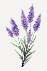 Naklejka premium Lavender botanical illustration art