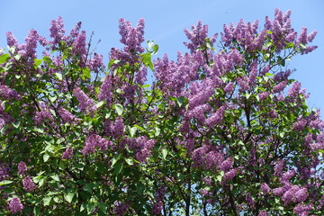 Countless purple flowers of Syringa vulgaris against blue sky in mid May