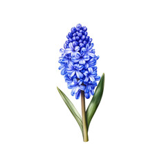 Fototapeta premium Blue Hyacinth Flower Isolated on White Background