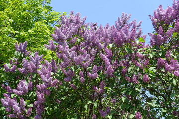 Obraz premium Innumerable purple flowers of Syringa vulgaris against blue sky in mid May