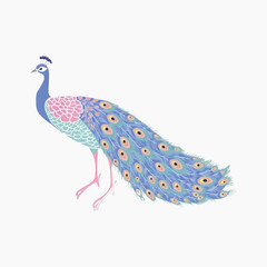 Elegant peacock illustration with feathers