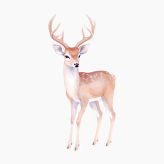 Elegant deer illustration on white