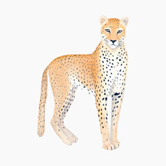 Elegant cheetah illustration on white