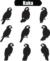 Obraz premium Kaka Parrot Silhouettes: Vector Illustration of Endangered New Zealand Bird, Wildlife Art, Black and White Graphic Design, Ornithology Icon Set
