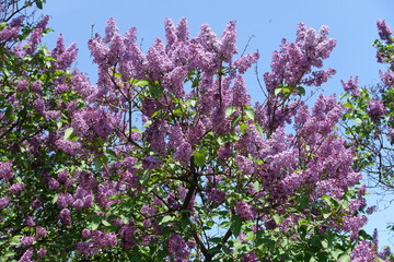 Obraz premium Profuse purple flowers of Syringa vulgaris against blue sky in mid May
