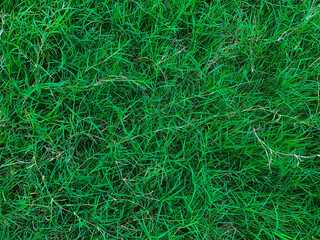 Fresh Green Grass Close-Up Texture Background.