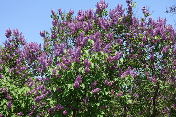 Obraz premium Uncountable purple flowers of Syringa vulgaris against blue sky in mid May
