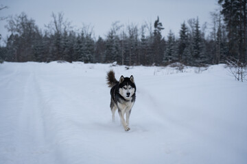Beautiful husky dog ​​runs in the snow in the winter forest.