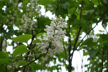 Buds and white flowers of common lilac in May
