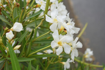 Nerium oleander in bloom, White siplicity bunch of flowers and green leaves on branches, Nerium Oleander shrub white flowers, ornamental shrub branches in daylight, bunch of flowers closeup