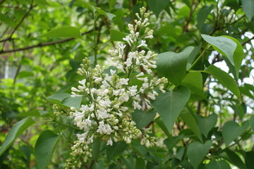 Closed buds and half open white flowers of common lilac in May