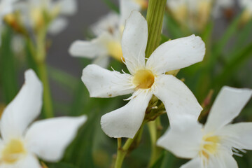 Nerium oleander in bloom, White siplicity bunch of flowers and green leaves on branches, Nerium Oleander shrub white flowers, ornamental shrub branches in daylight, bunch of flowers closeup