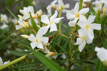 Nerium oleander in bloom, White siplicity bunch of flowers and green leaves on branches, Nerium Oleander shrub white flowers, ornamental shrub branches in daylight, bunch of flowers closeup
