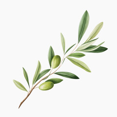 Olive branch watercolor botanical illustration