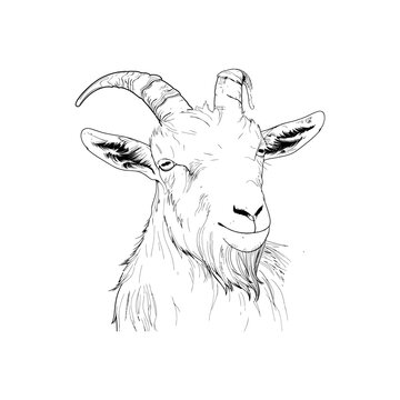 recommend clip art: Goat Head Line Art Illustration with Curved Horns. Vector illustration design.