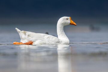 Fototapeta premium Beautiful geese swimming in a lake called Uluabat next to Istanbul, Turkey at a sunny evening in summer.