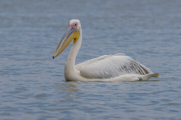 Pink pelican swimming in a lake called Uluabat next to Istanbul, Turkey at a sunny evening in summer.