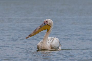 Pink pelican swimming in a lake called Uluabat next to Istanbul, Turkey at a sunny evening in summer.