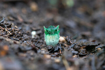 Thismia Thaithongiana (Dioscoreaceae: Thismieae), a new species of mycoheterotroph ,found in dry dipterocarp forest on a degraded calcareous substrate