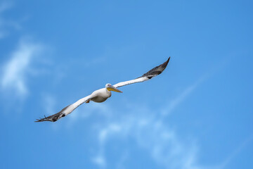 Pink pelican flying above a lake called Uluabat next to Istanbul, Turkey at a sunny evening in summer.