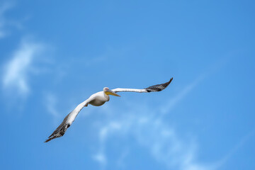 Pink pelican flying above a lake called Uluabat next to Istanbul, Turkey at a sunny evening in summer.