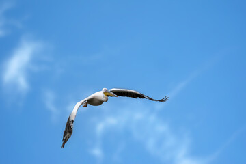 Pink pelican flying above a lake called Uluabat next to Istanbul, Turkey at a sunny evening in summer.