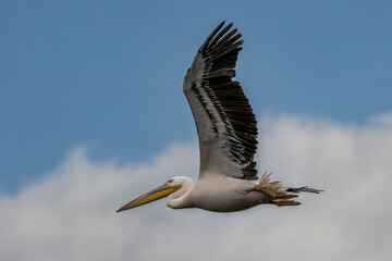 Pink pelican flying above a lake called Uluabat next to Istanbul, Turkey at a sunny evening in summer.
