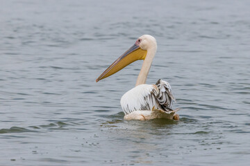 Pink pelican swimming in a lake called Uluabat next to Istanbul, Turkey at a sunny evening in summer.