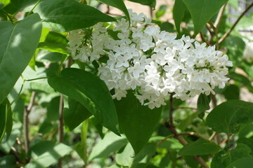 White flowers of common lilac in mid May